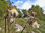 In RESEGONE, Punta Cermenati 1875 m, da Fuipiano-27sett22- FOTOGALLERY